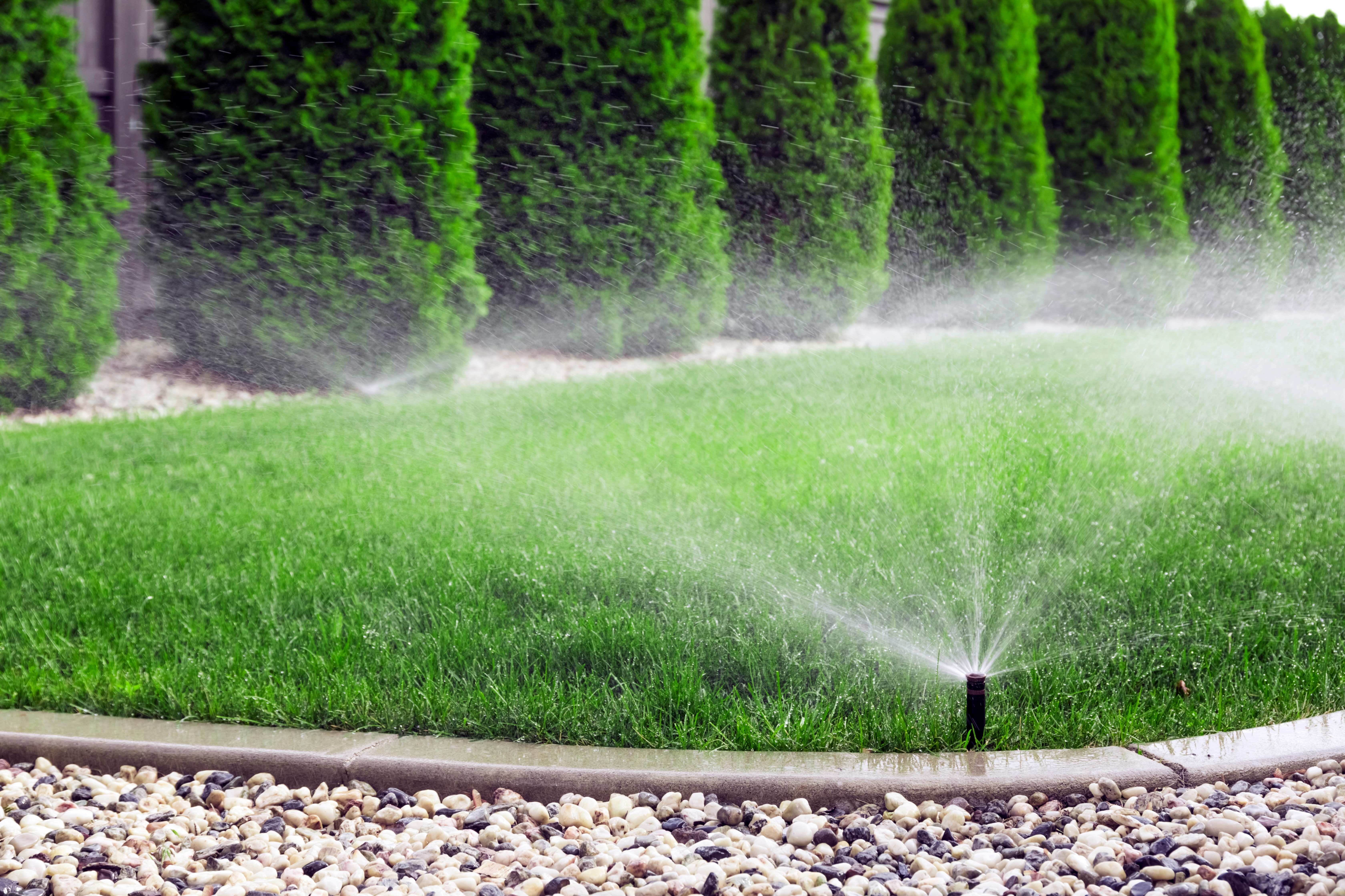 What Should I Do to Help My Yard During a Dry Summer?