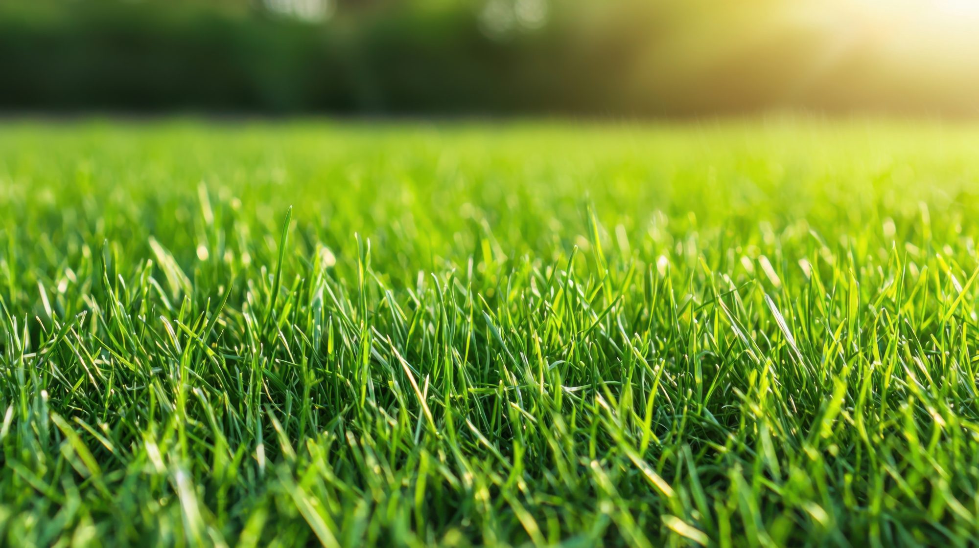 How Do You Prevent Weeds and Ensure Healthy Growth?