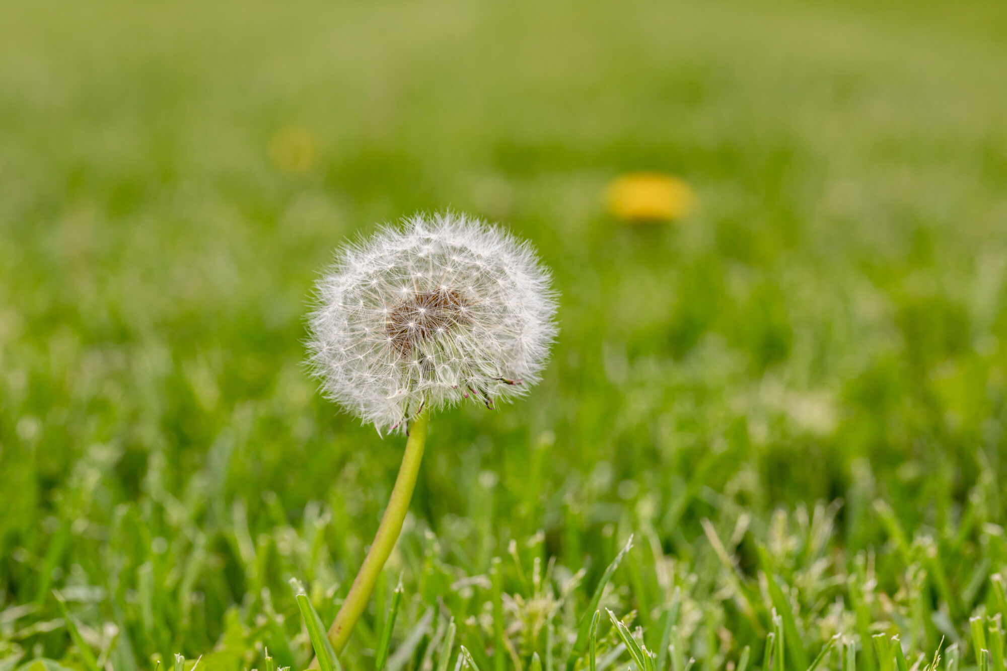 How Does Targeted Weed Control Protect Soil Health?